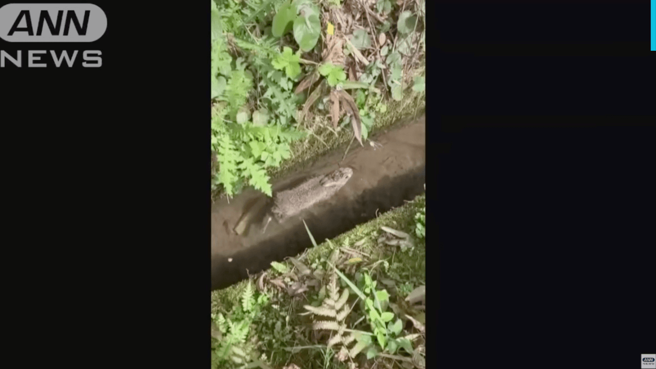 Caçador grava vídeo viral de animal fofo nadando em canal de irrigação nas montanhas do Japão