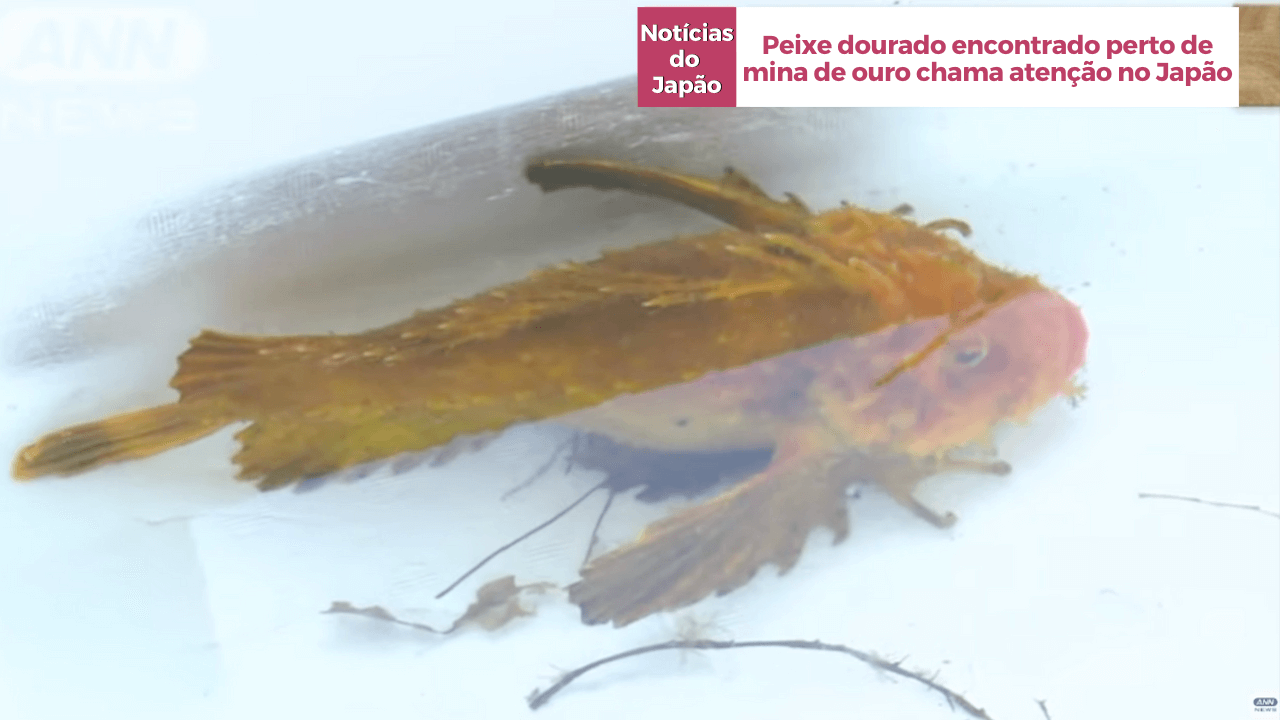 Peixe dourado encontrado perto de mina de ouro chama atenção no Japão