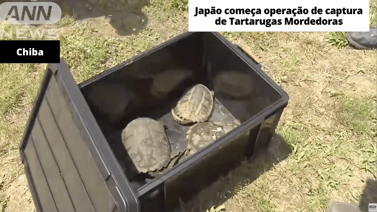 Japão começa operação de captura de Tartarugas Mordedoras 