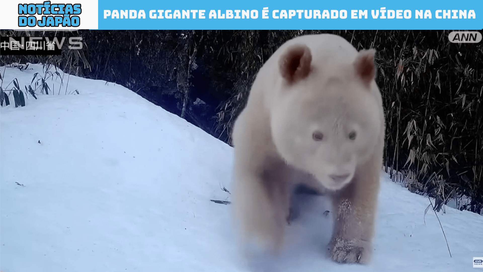 Panda Gigante albino é capturado em vídeo na China 