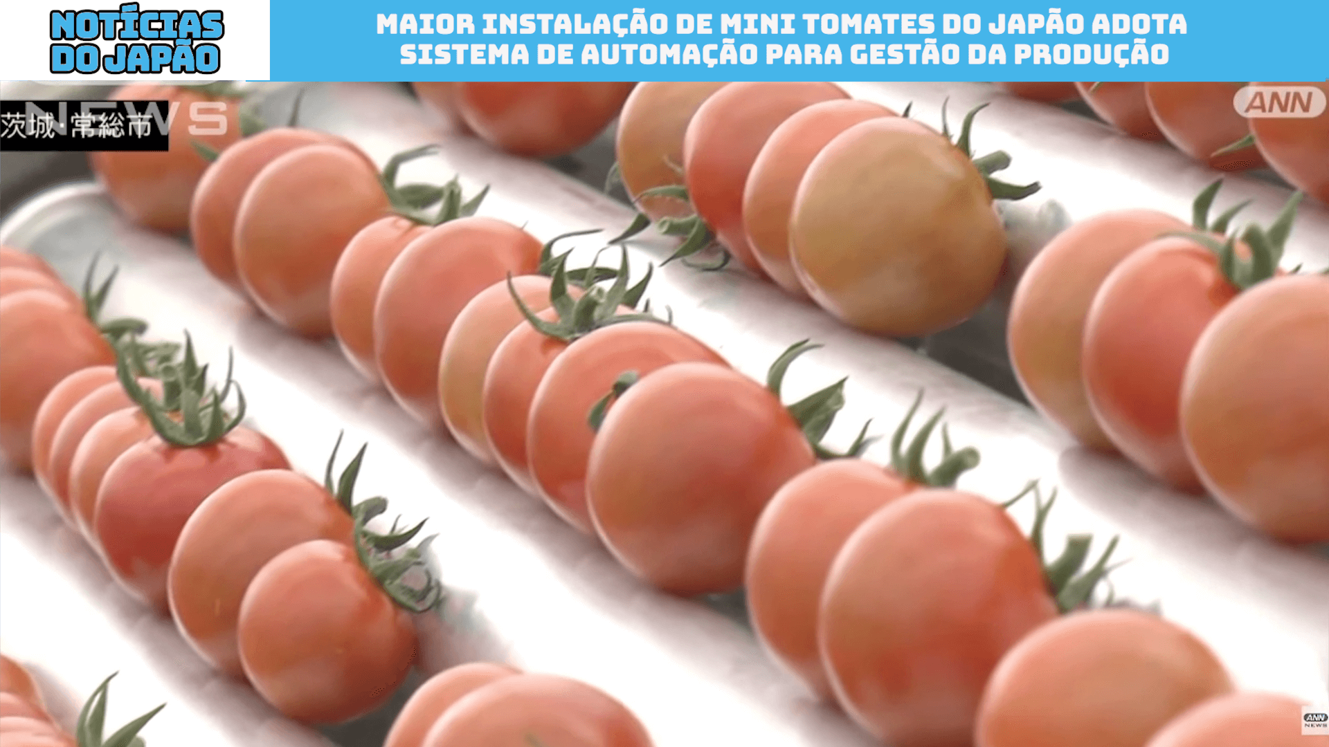 Maior instalação de mini tomates do Japão adota sistema de automação para gestão da produção