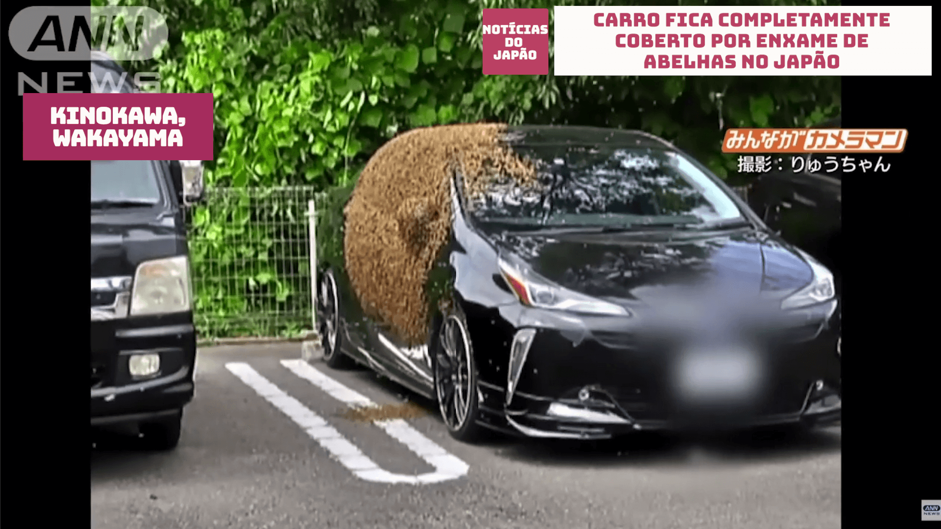 Carro fica completamente coberto por Enxame de abelhas no Japão 