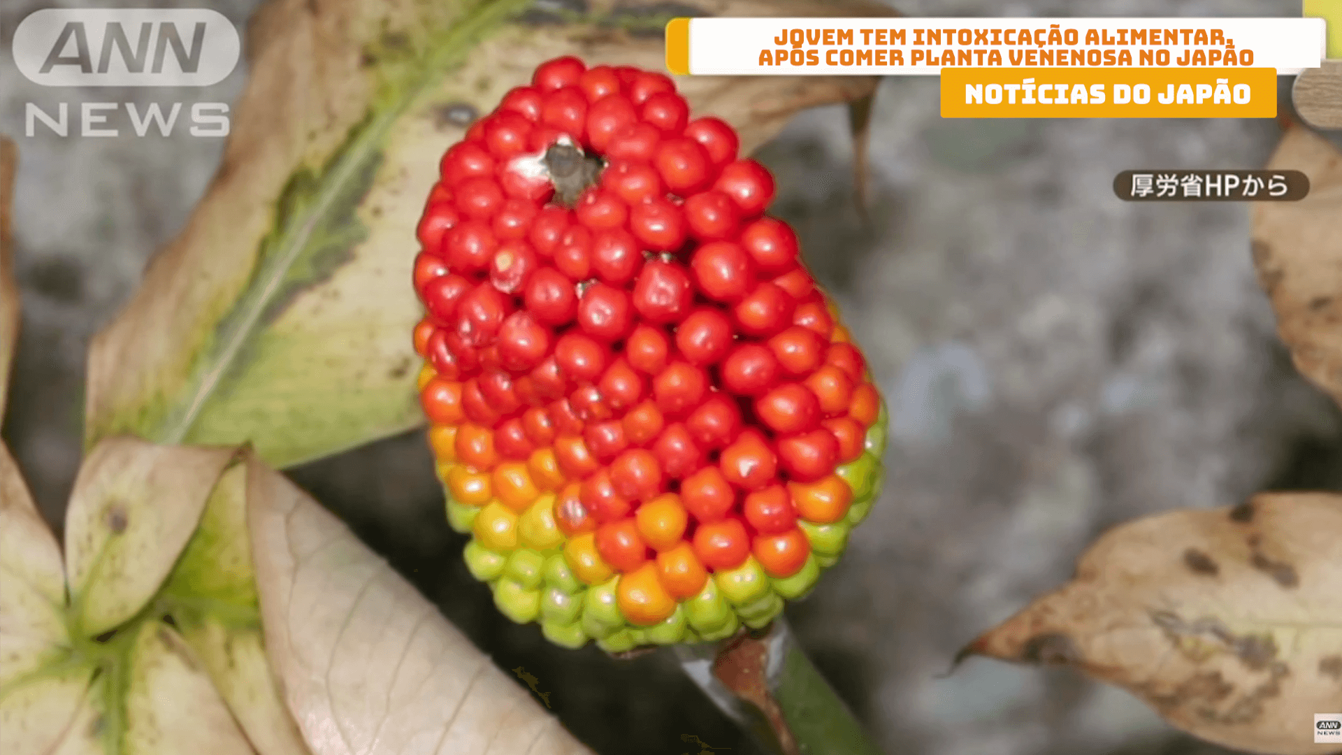 Jovem tem intoxicação alimentar, após comer planta venenosa no Japão 