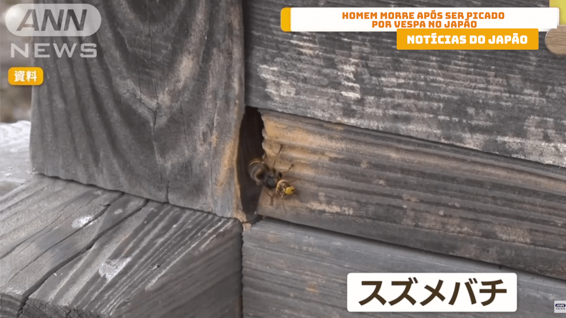 Homem morre após ser picado por vespa no Japão 