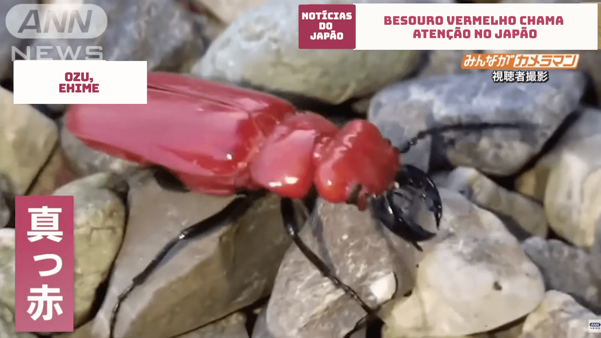 Besouro vermelho chama atenção no Japão