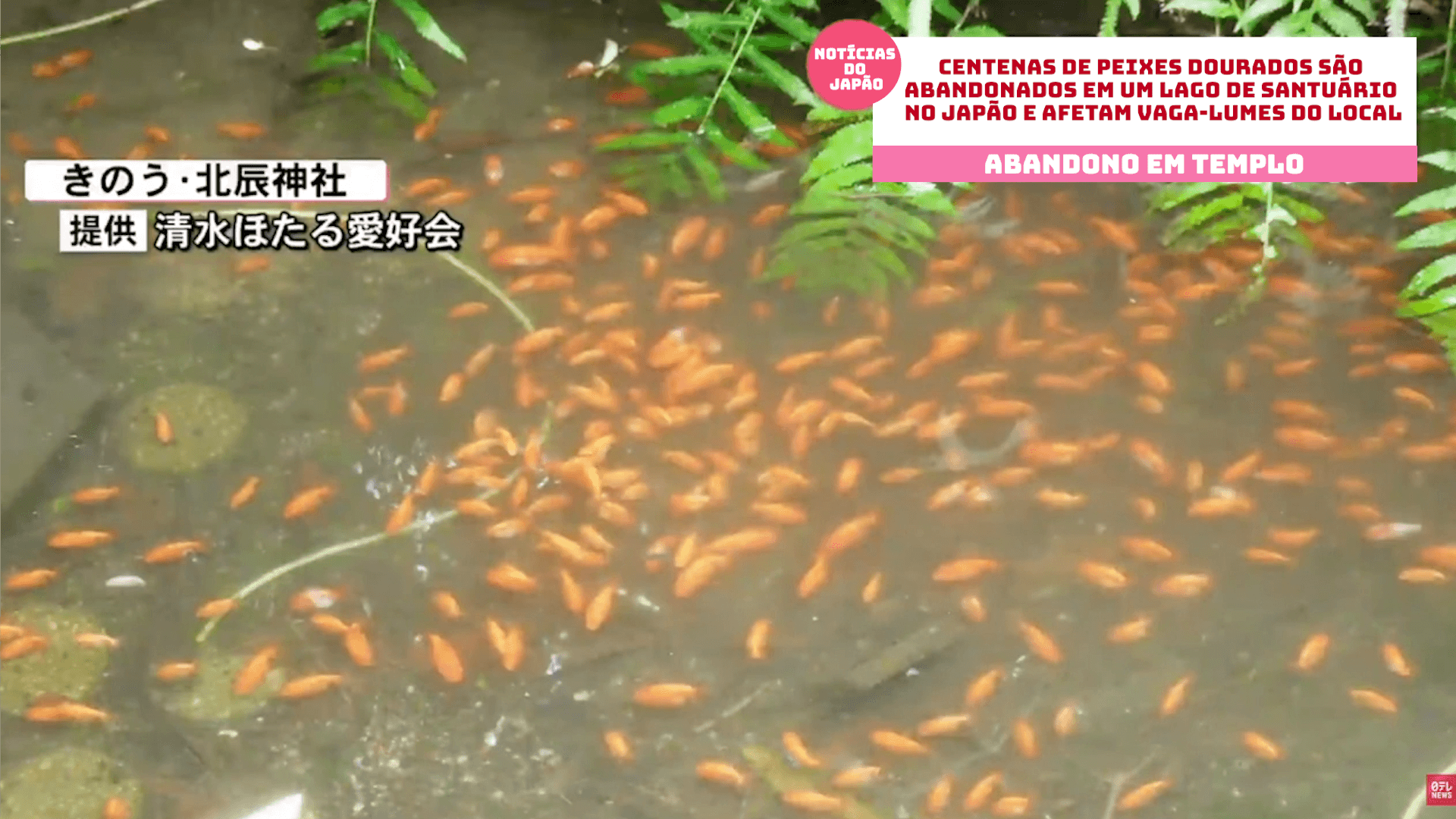 Centenas de peixes dourados são abandonados em um lago de santuário no Japão e afetam vaga-lumes do local