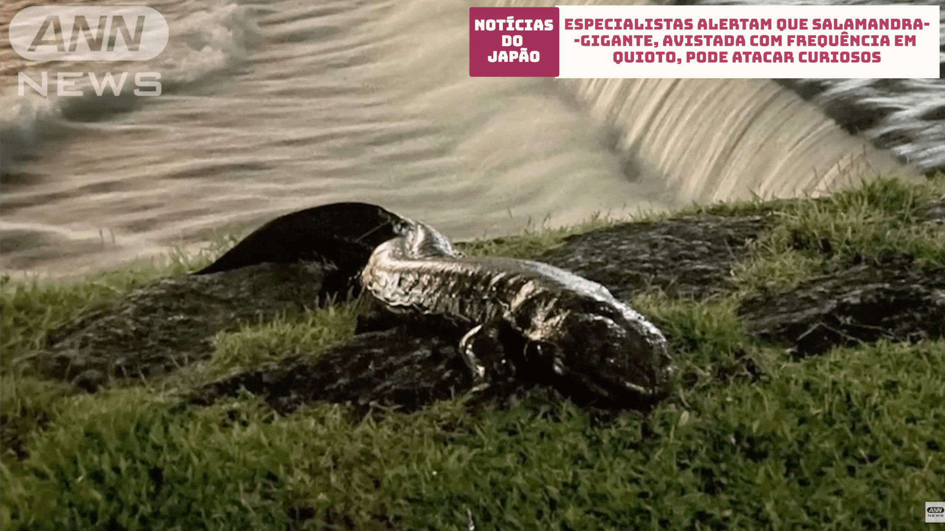 Especialistas alertam que Salamandra-gigante, avistada com frequência em Quioto, pode atacar curiosos