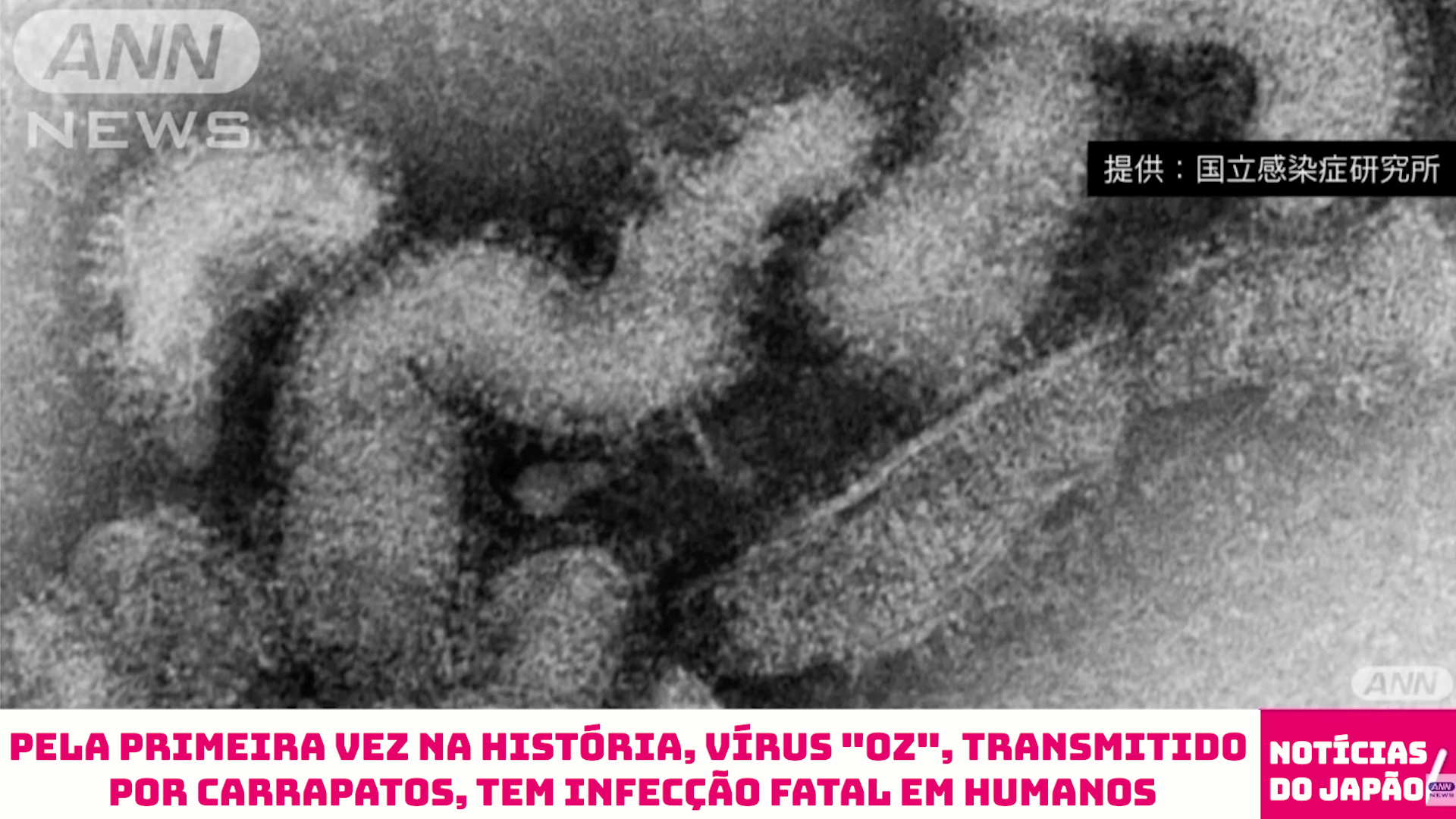 Pela primeira vez na história, vírus “Oz”, transmitido por carrapatos, tem infecção fatal em humanos 