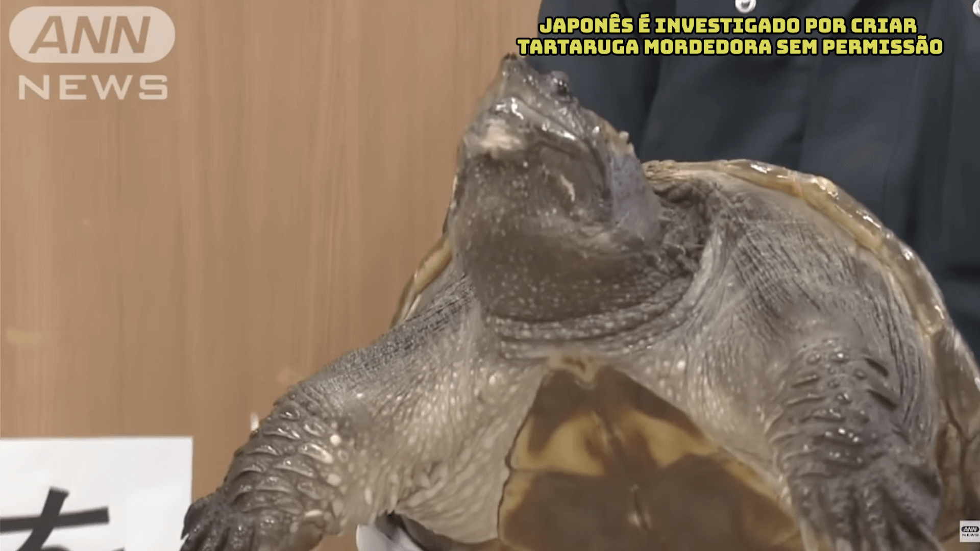 Japonês é investigado por criar tartaruga mordedora sem permissão