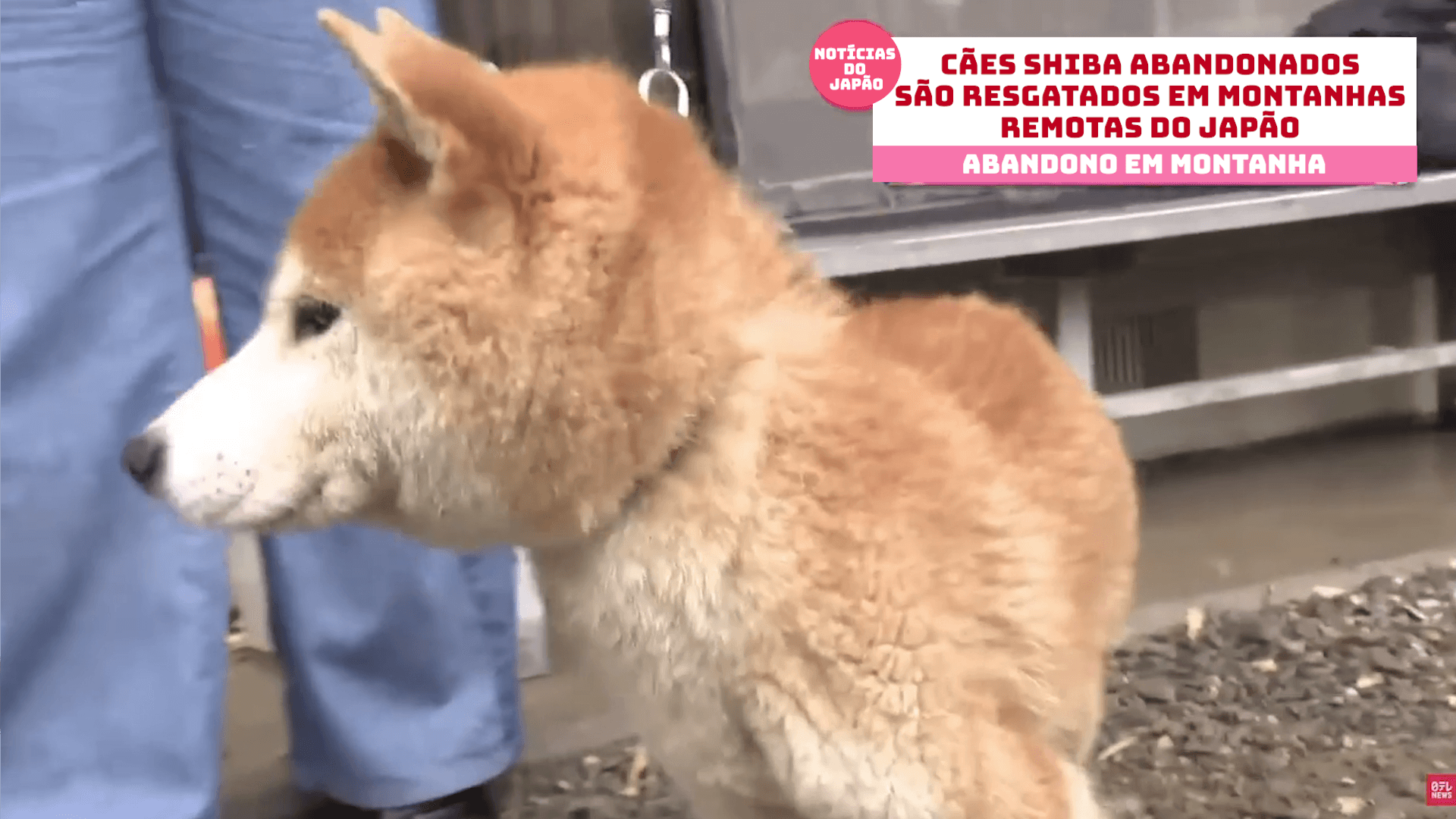 Cães shiba abandonados são resgatados em montanhas remotas do Japão 