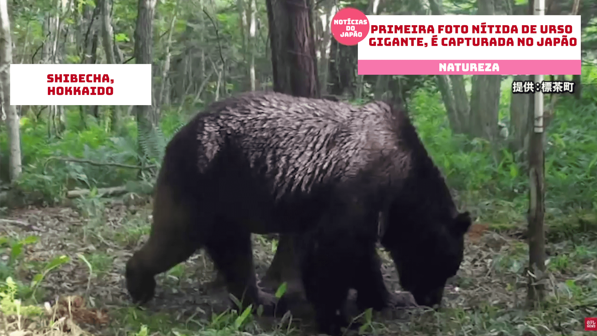 Primeira foto nítida de urso gigante, é capturada no Japão 