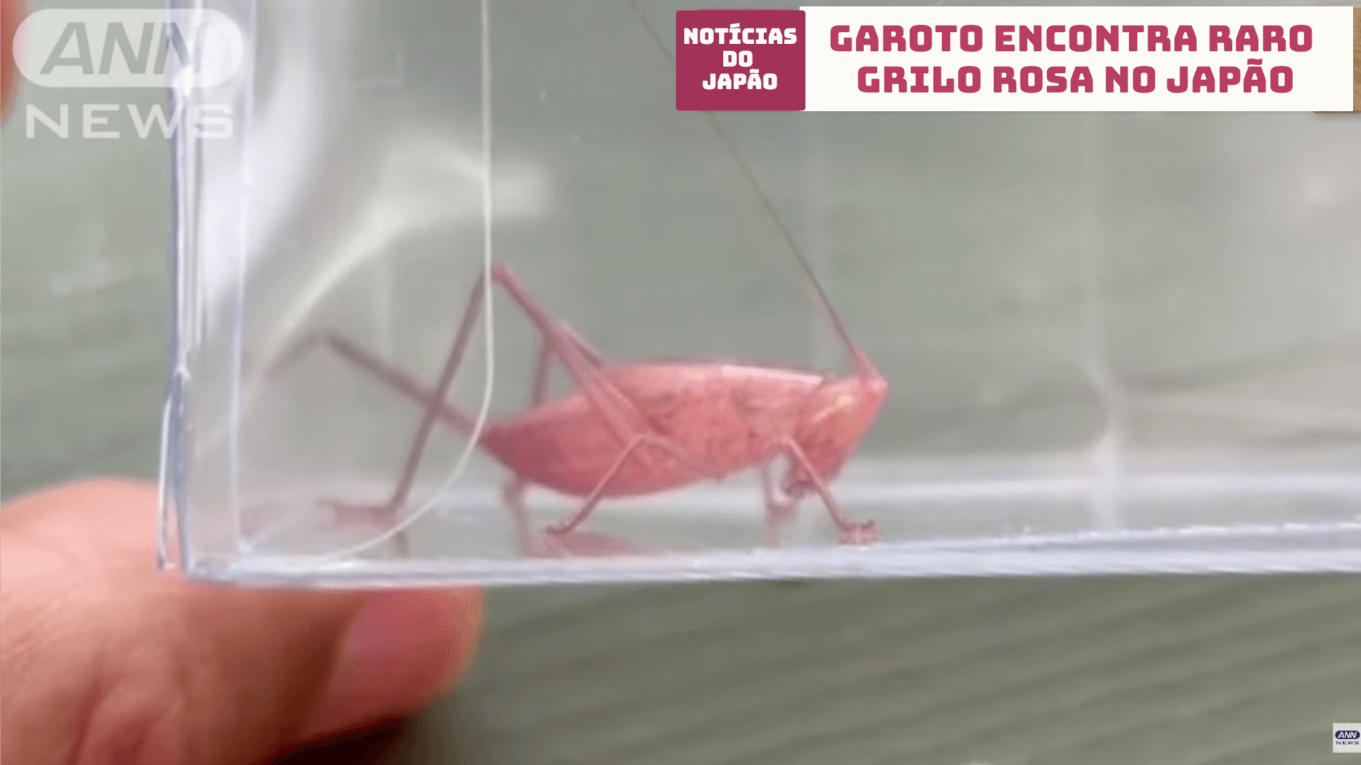 Garoto encontra raro grilo rosa no Japão