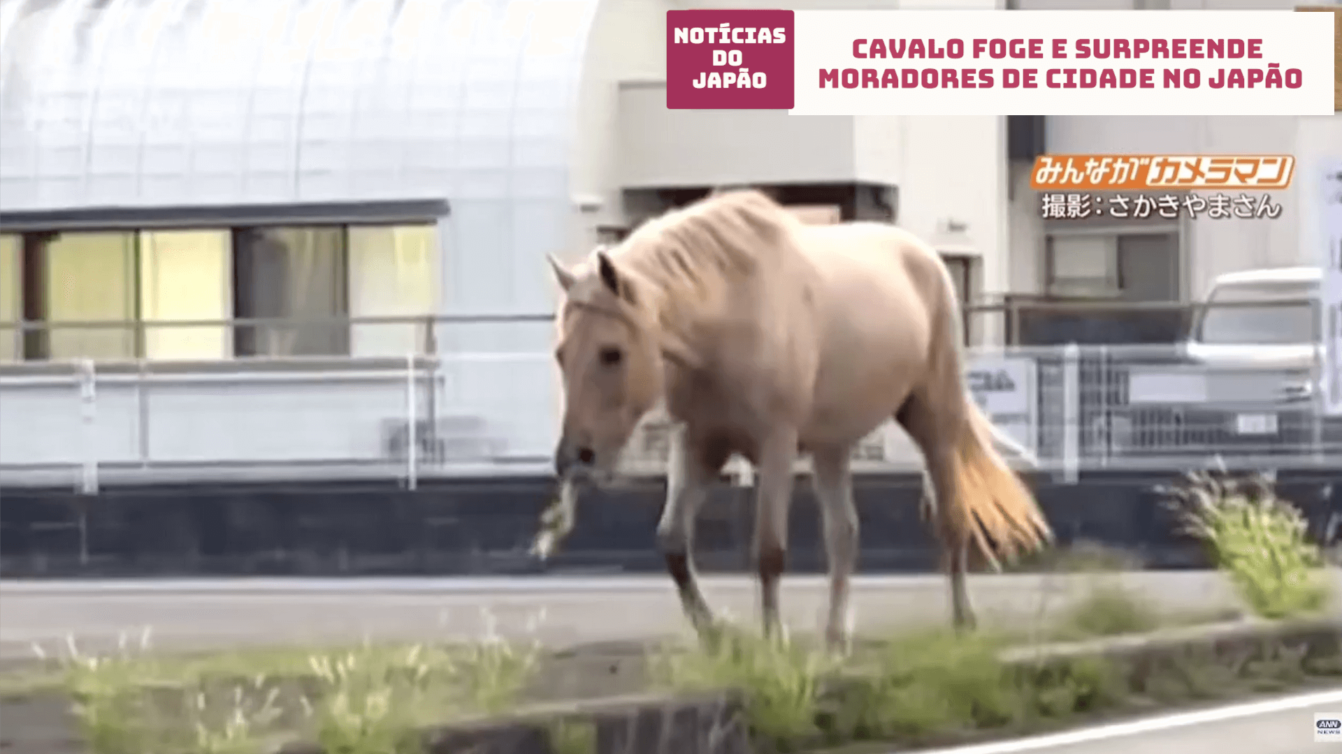 Cavalo foge e surpreende moradores de cidade no Japão 