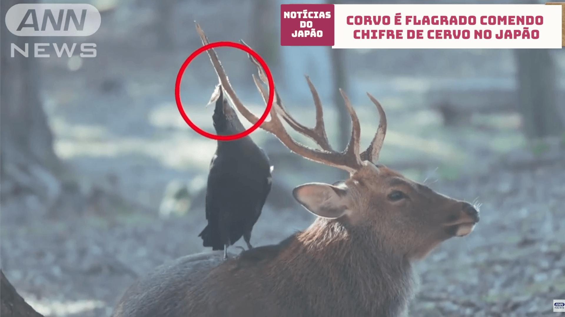 Corvo é flagrado comendo chifre de cervo no Japão