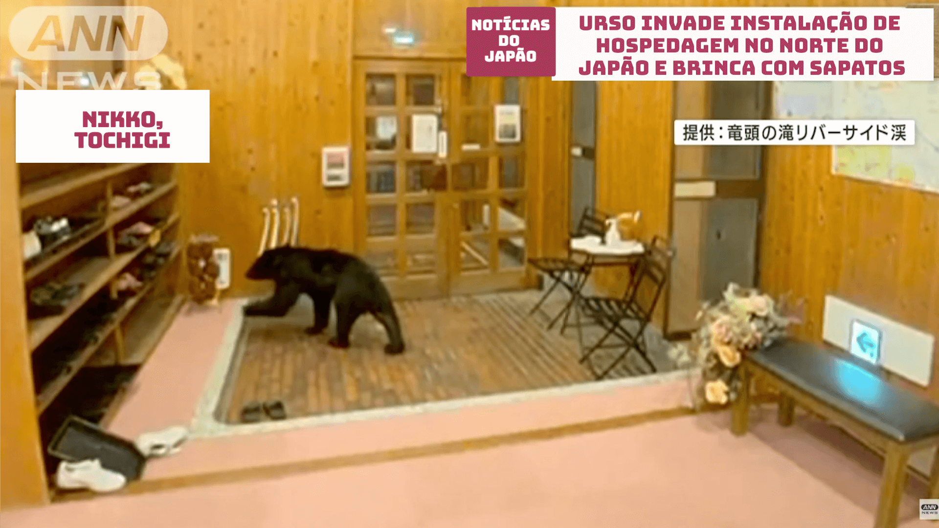 Urso invade instalação de hospedagem no norte do Japão e brinca com sapatos 