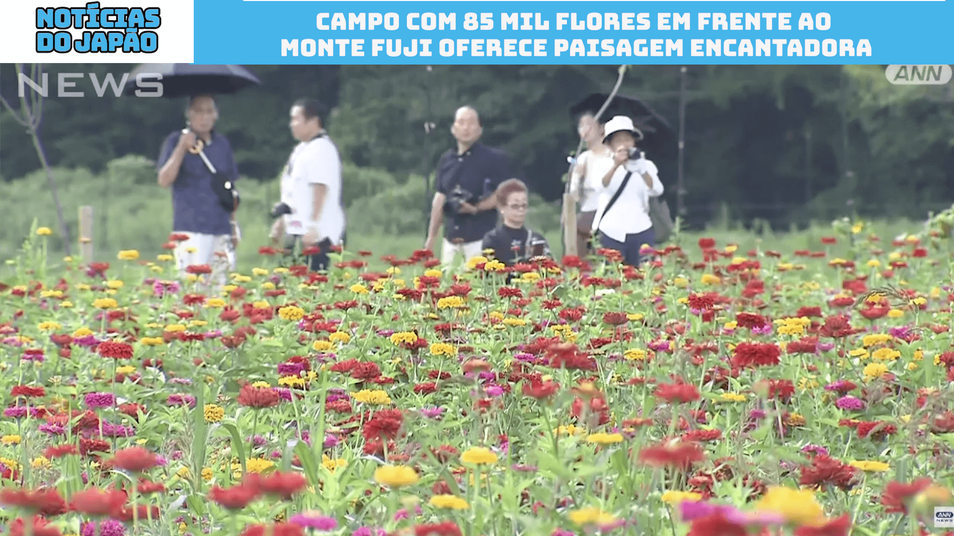 Campo com 85 mil flores em frente ao Monte Fuji oferece paisagem encantadora