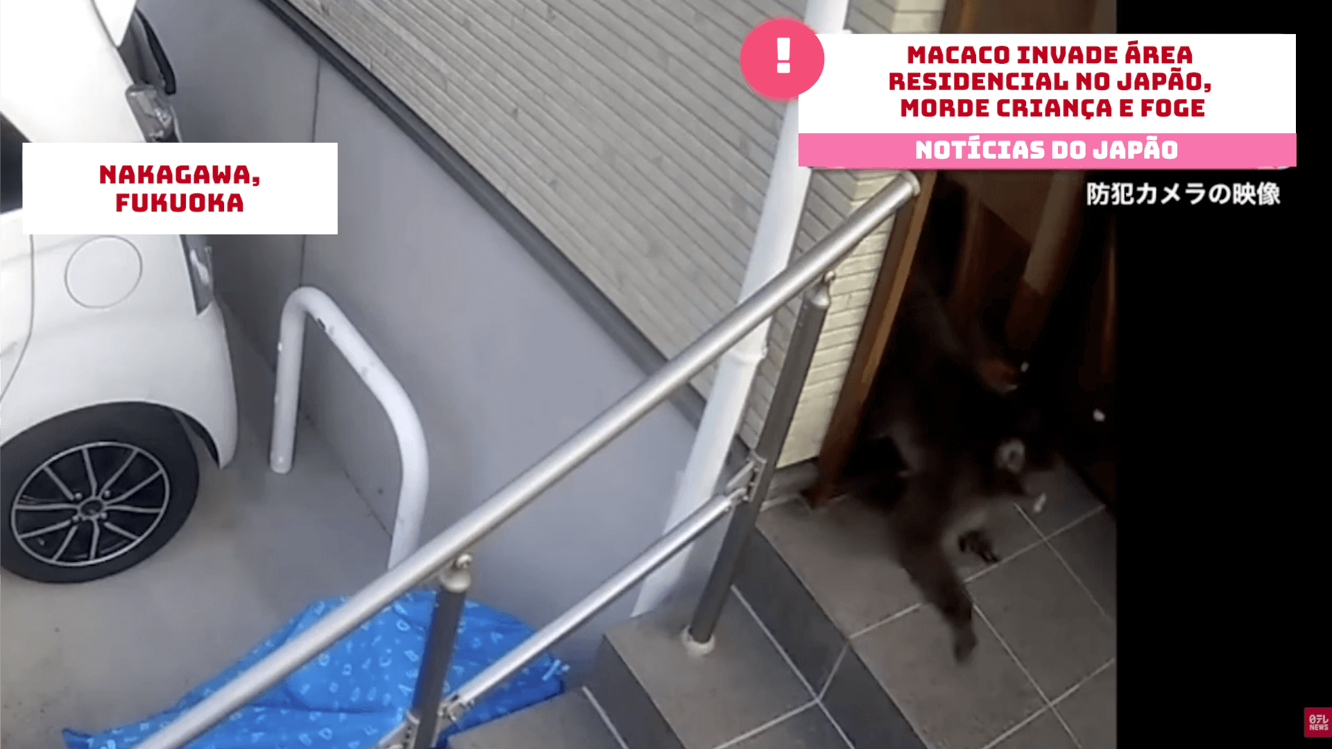 Macaco invade área residencial no Japão, morde criança e foge