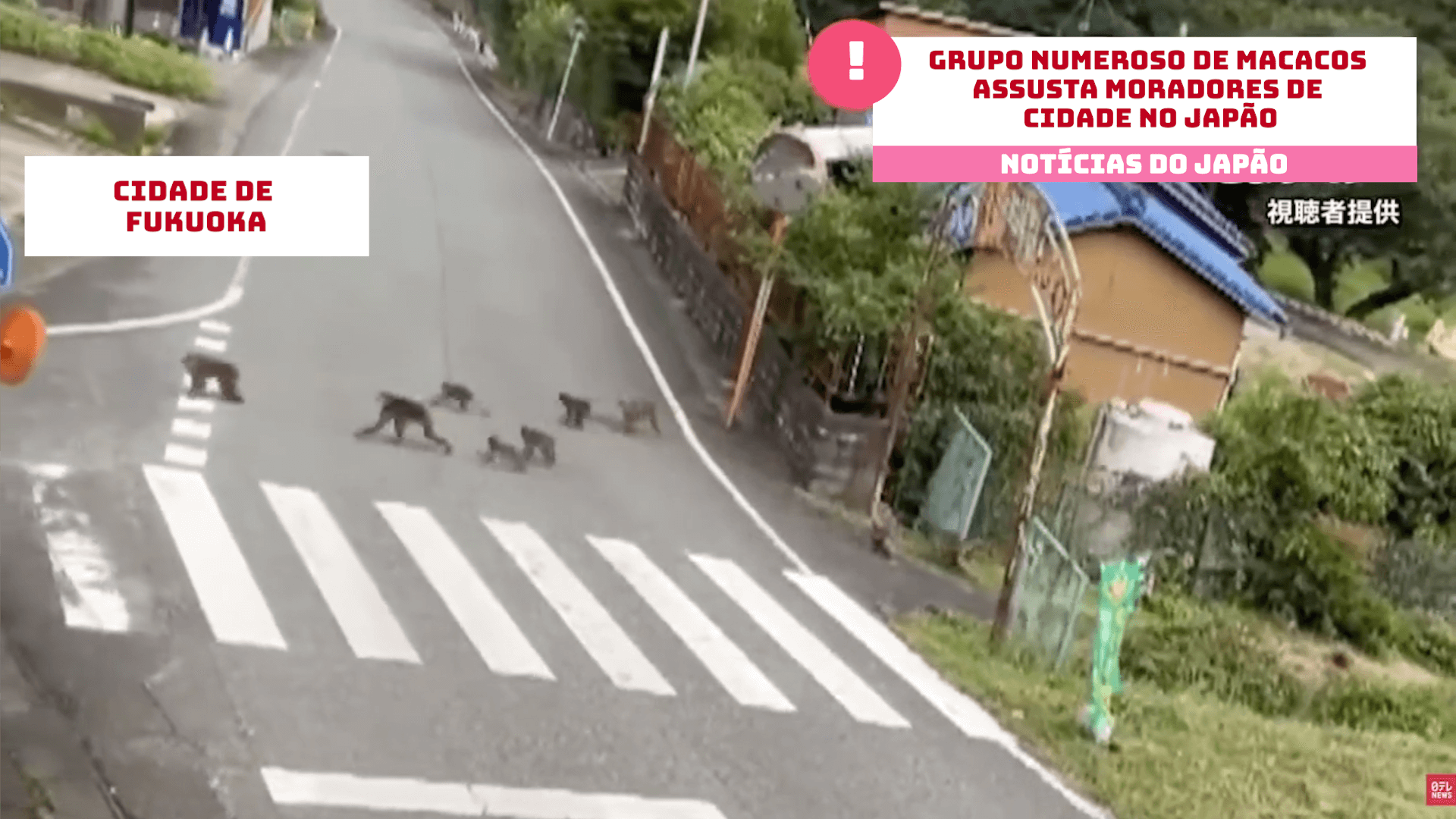 Grupo numeroso de macacos assusta moradores de cidade no Japão 