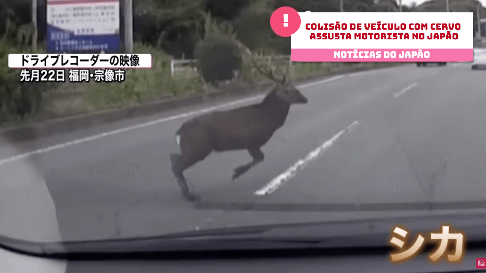 Colisão de veículo com cervo assusta motorista no Japão 