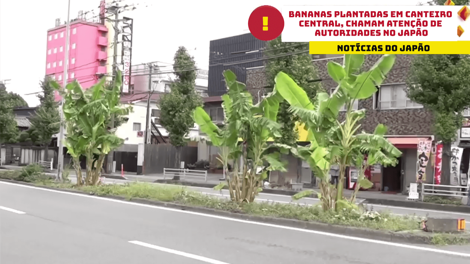 Bananas plantadas em canteiro central, chamam atenção de autoridades no Japão 