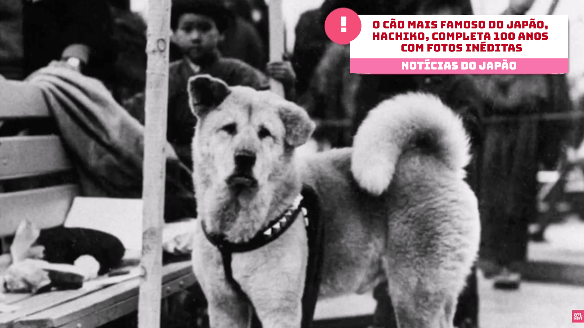 O cão mais famoso do Japão, Hachiko, completa 100 anos com fotos inéditas 