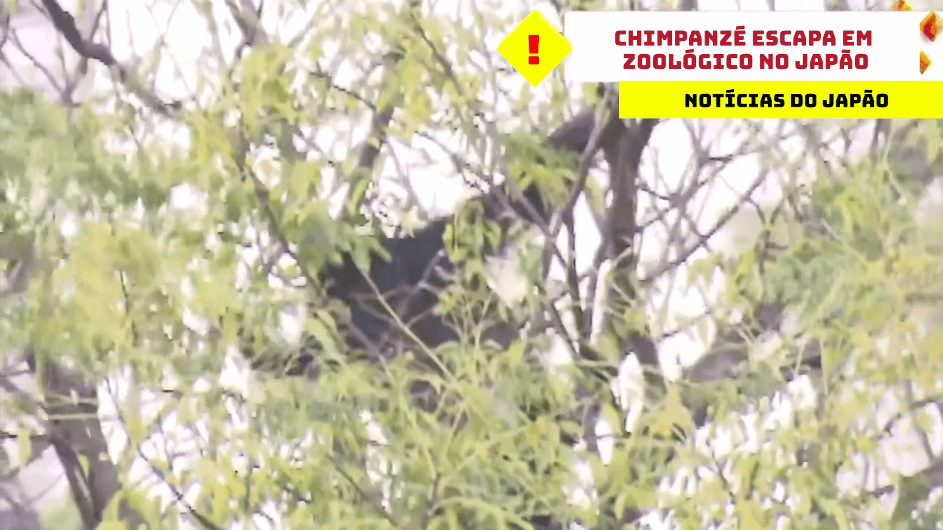 Chimpanzé escapa em zoológico no Japão 