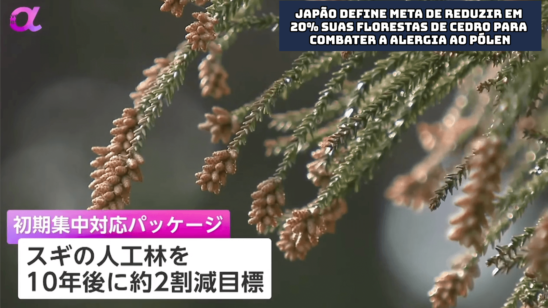 Japão define meta de reduzir em 20% suas florestas de cedro para combater a alergia ao pólen