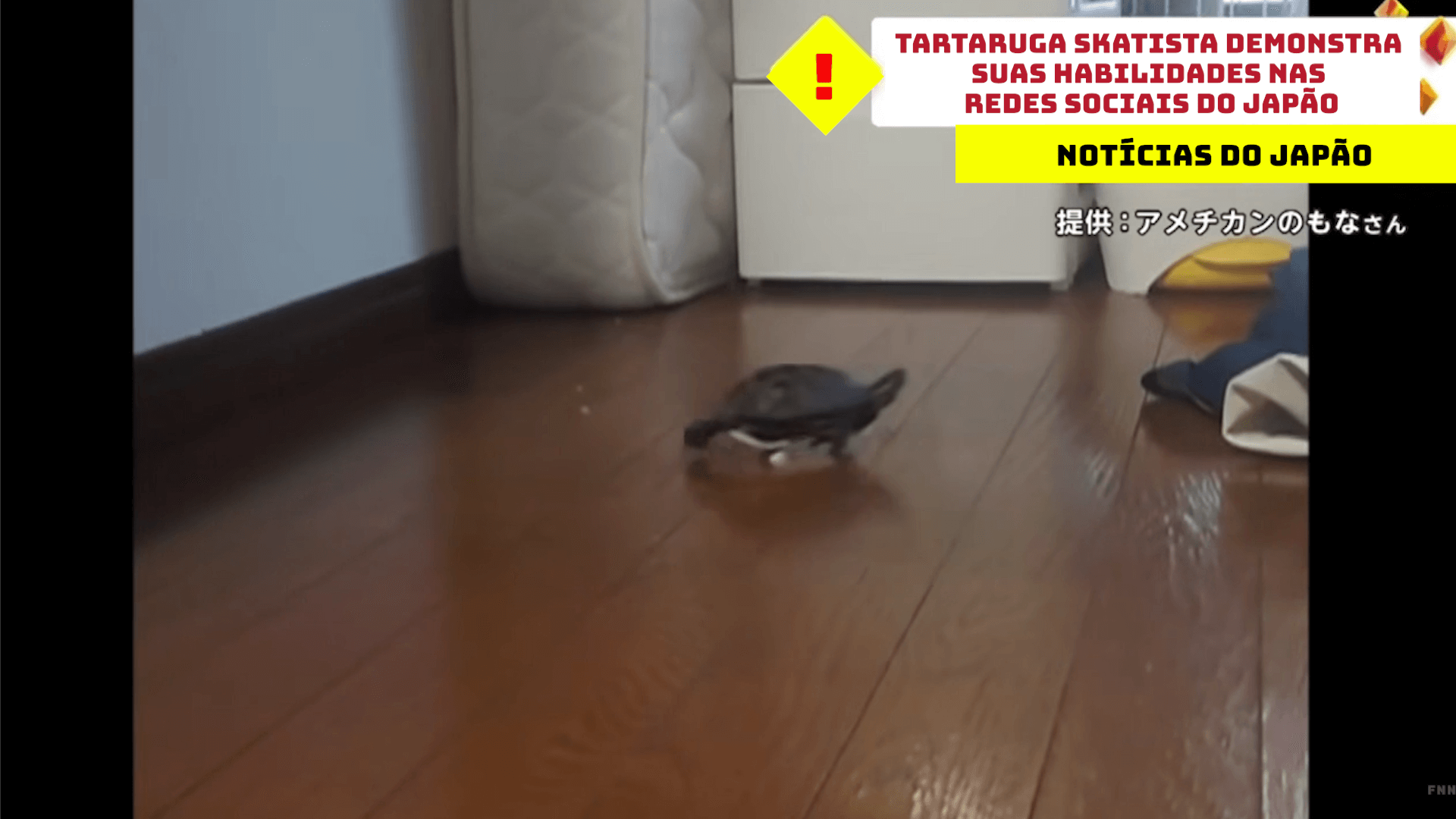 Tartaruga skatista demonstra suas habilidades nas redes sociais do Japão