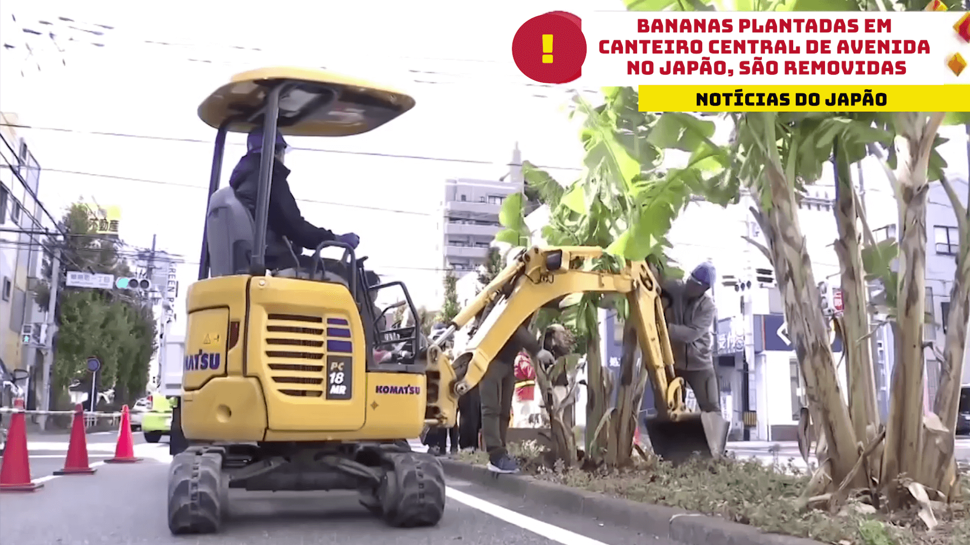 Bananas plantadas em canteiro central de avenida no Japão, são removidas 