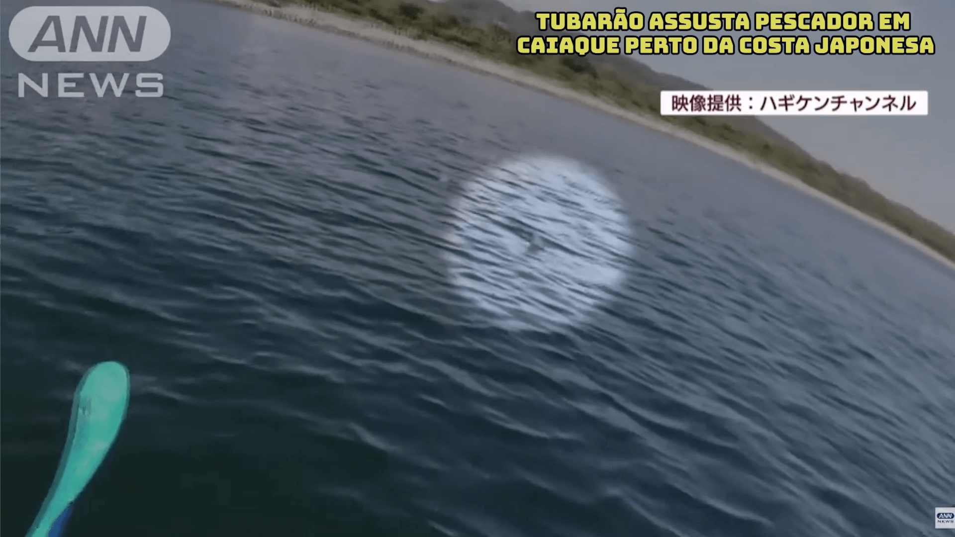 Tubarão assusta pescador em caiaque perto da costa japonesa 