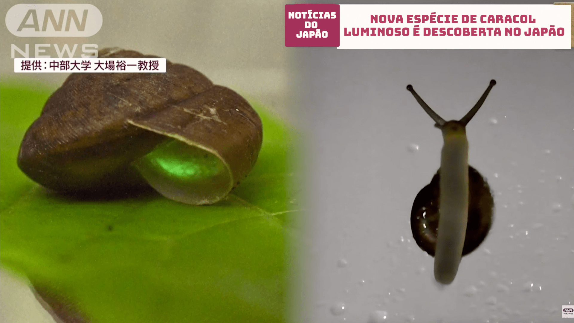 Nova espécie de caracol luminoso é descoberta no Japão 
