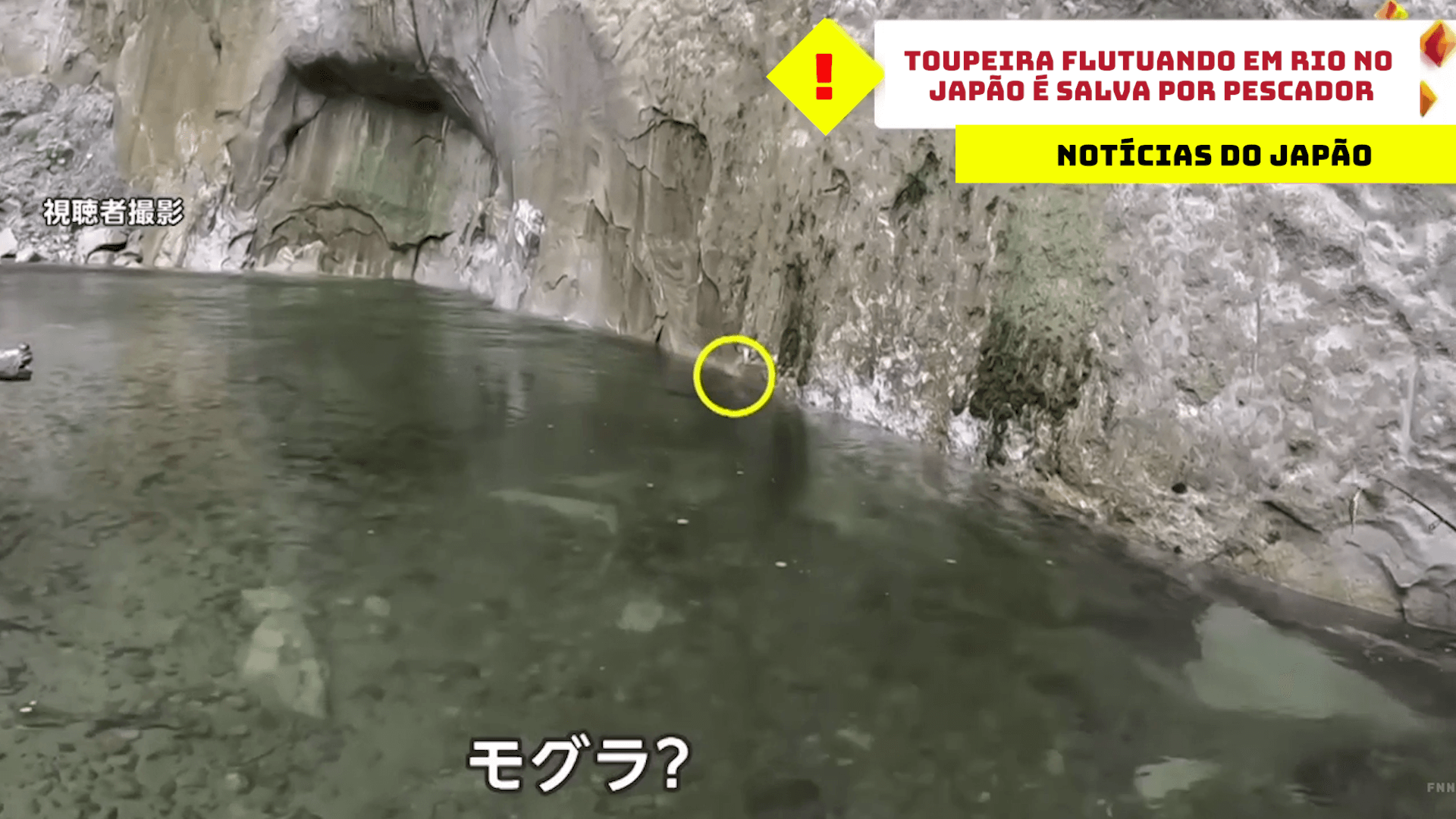 Toupeira flutuando em rio no Japão é salva por pescador 