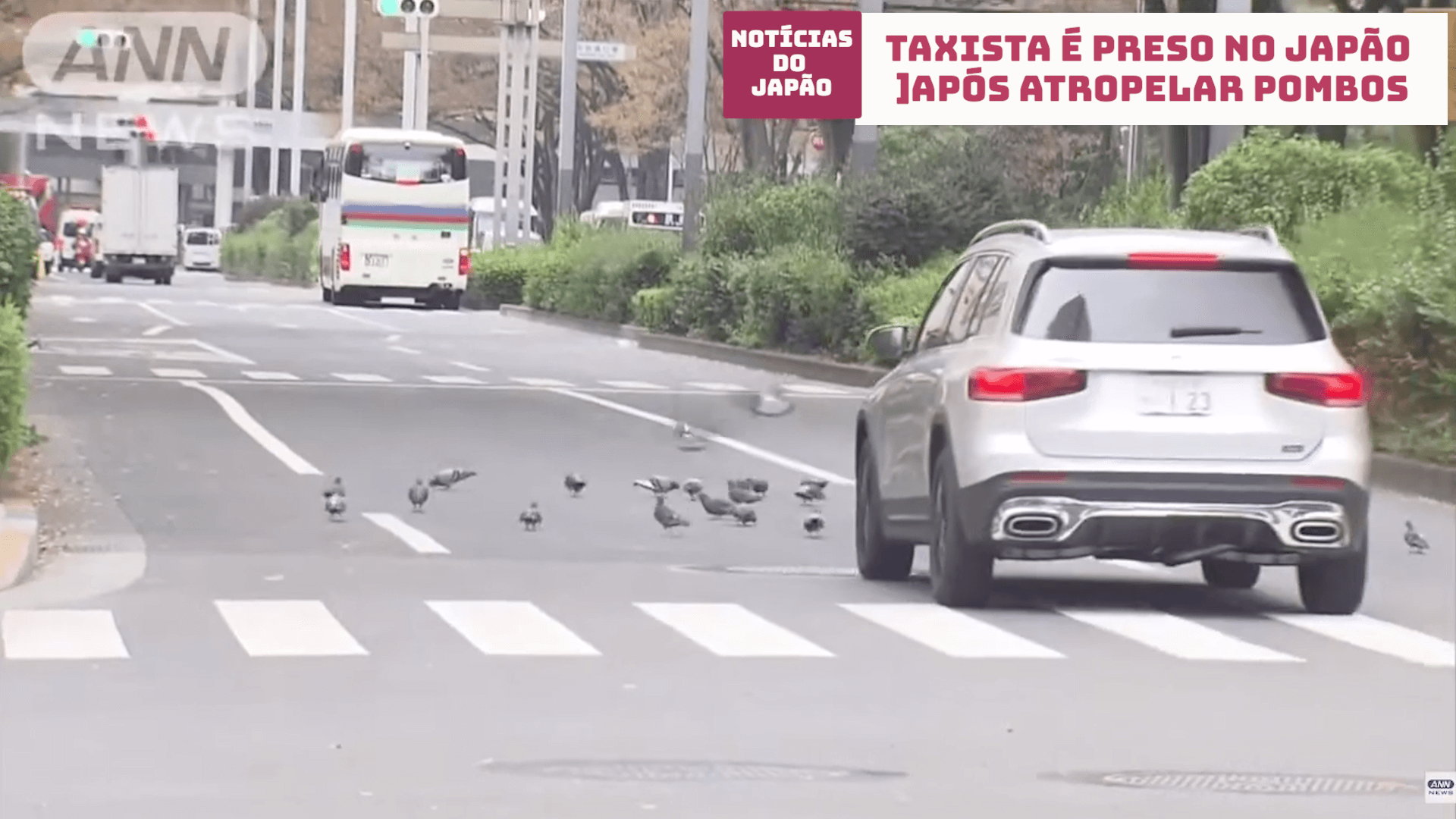 Taxista é preso no Japão após atropelar pombos