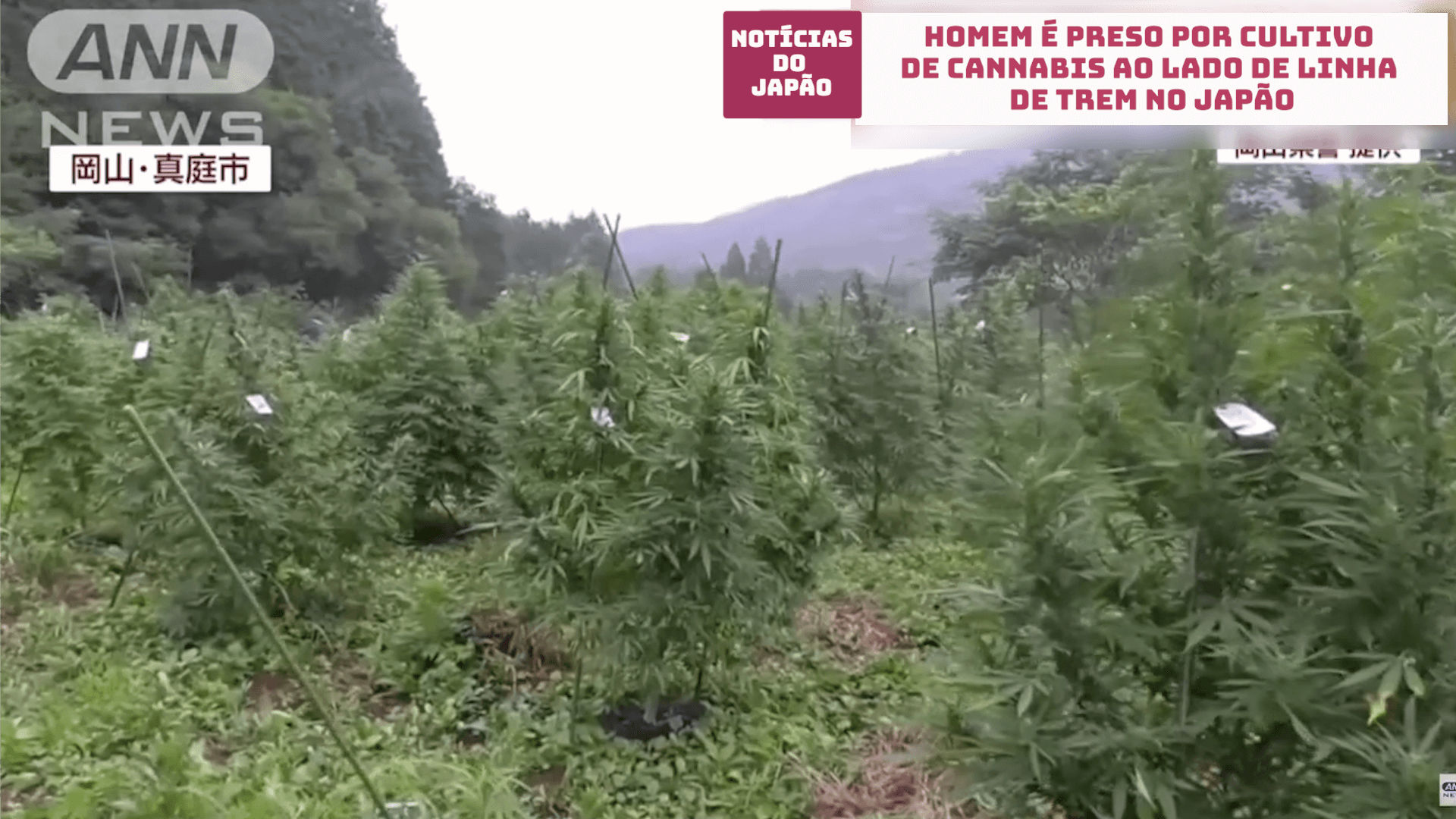 Homem é preso por cultivo de cannabis ao lado de linha de trem no Japão 
