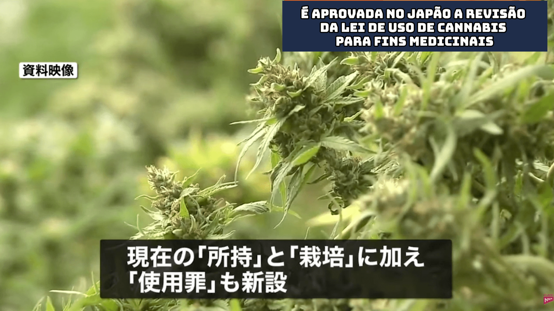 É aprovada no Japão a revisão da Lei de uso de cannabis para fins medicinais