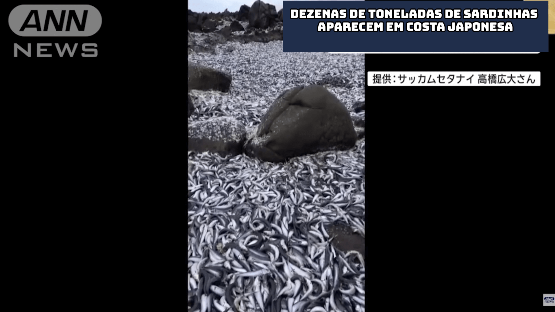 Dezenas de toneladas de sardinhas aparecem em costa japonesa 