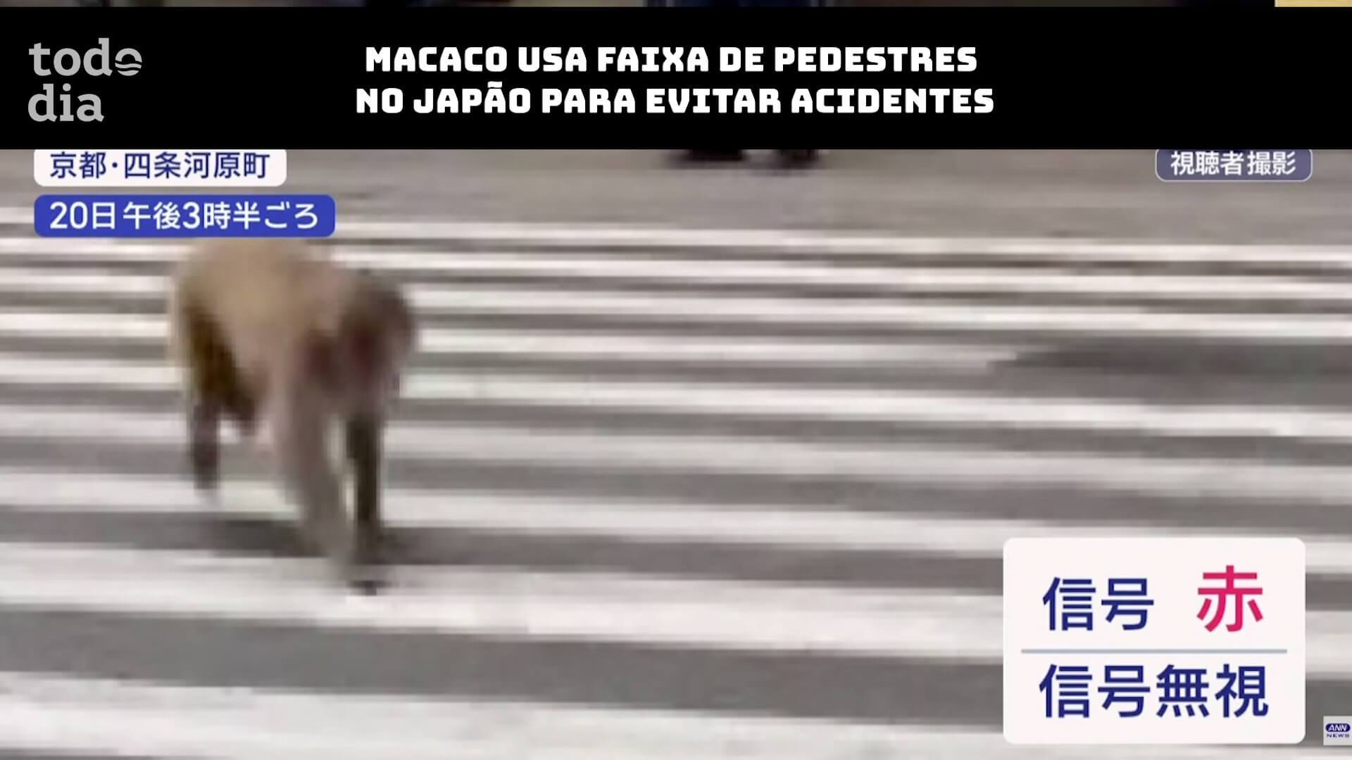 Macaco usa faixa de pedestres no Japão para evitar acidentes