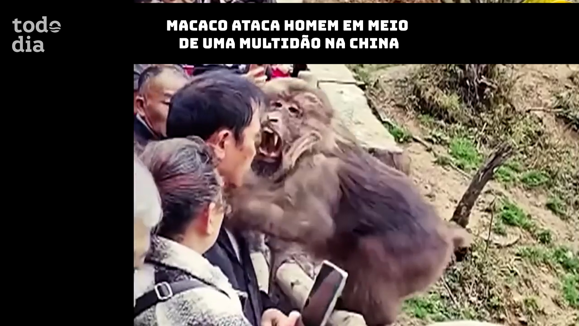 Macaco ataca homem em meio de uma multidão na China 