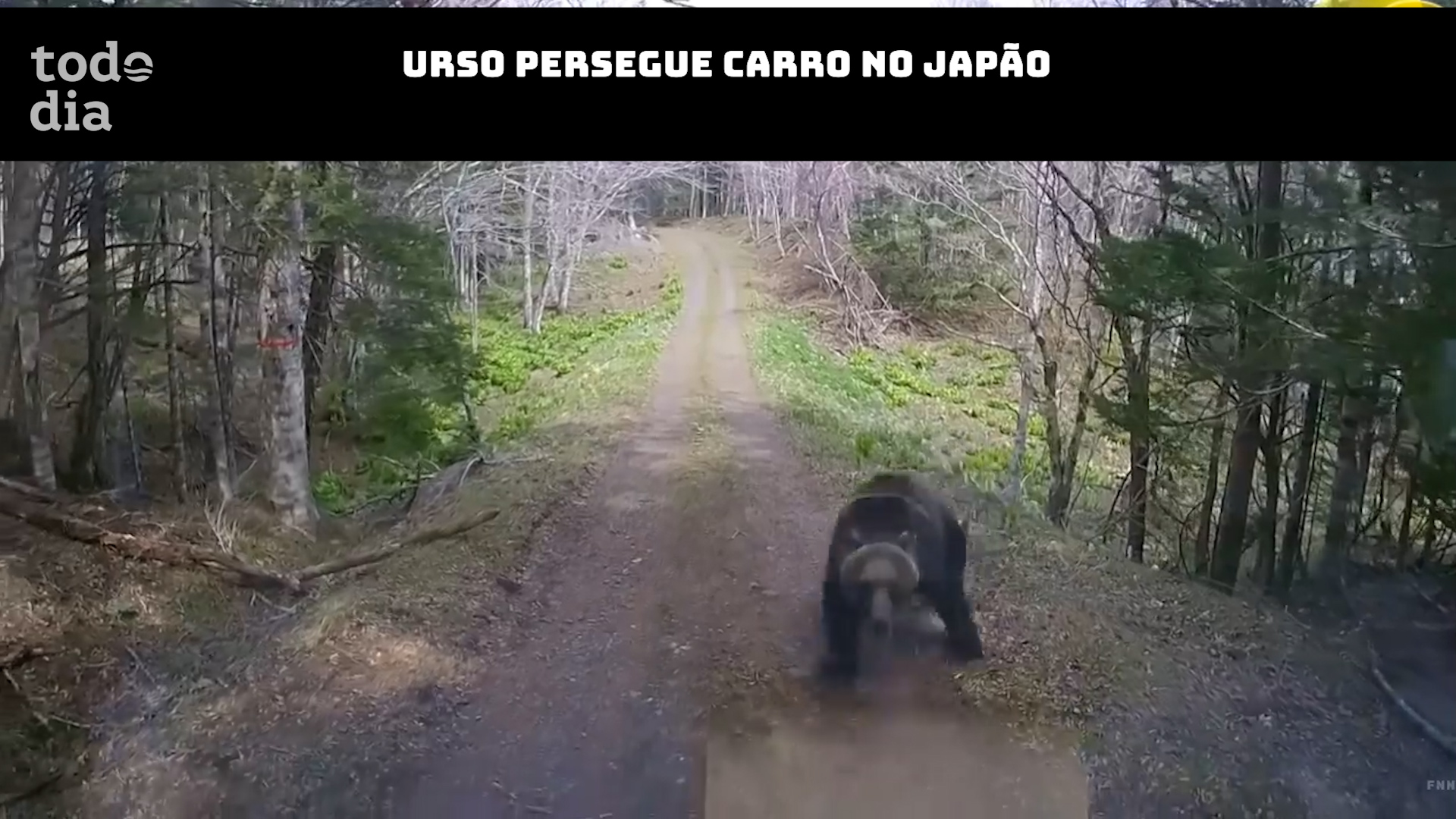 Urso persegue carro no Japão 