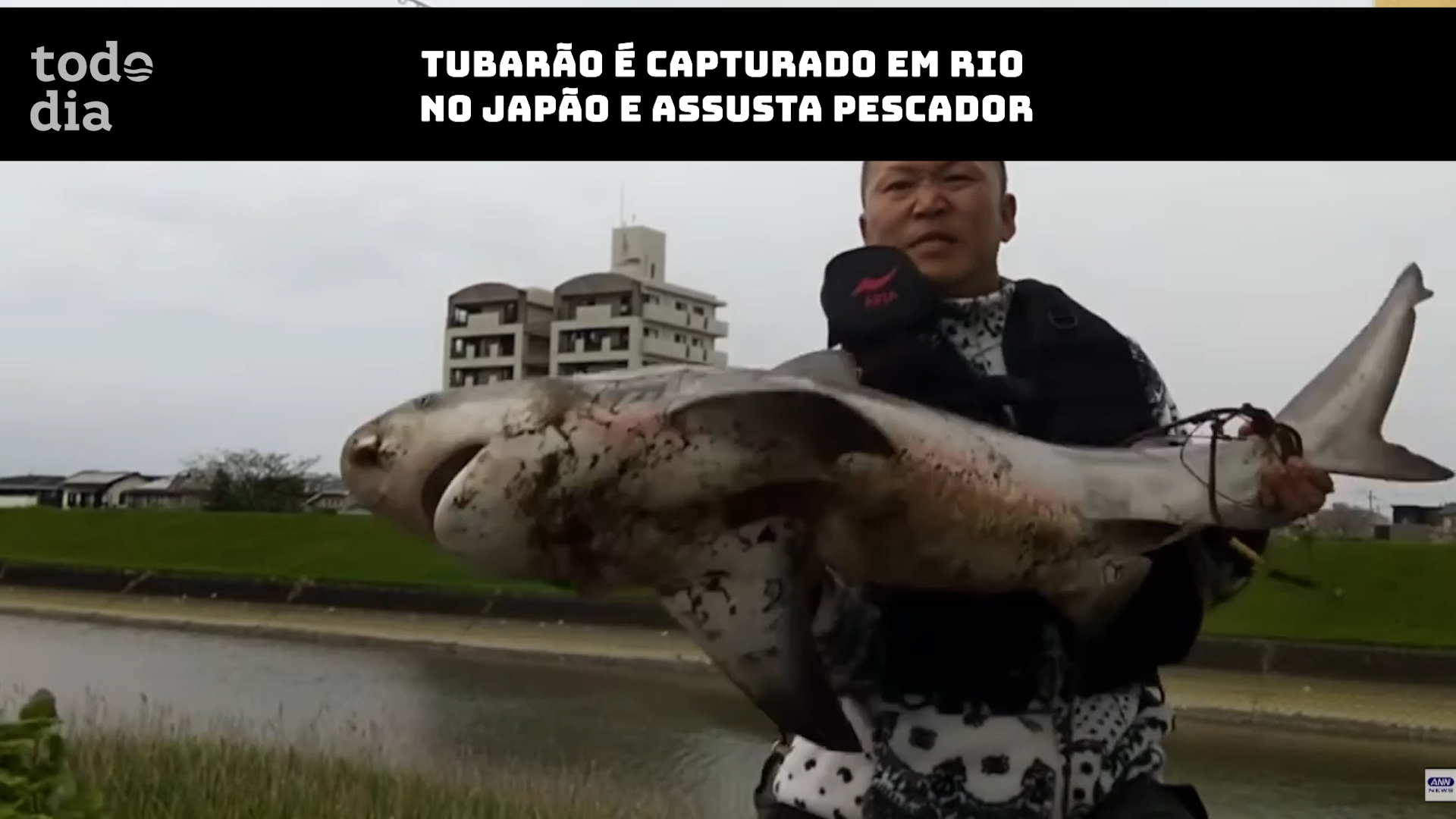Tubarão é capturado em rio no Japão e assusta pescador 