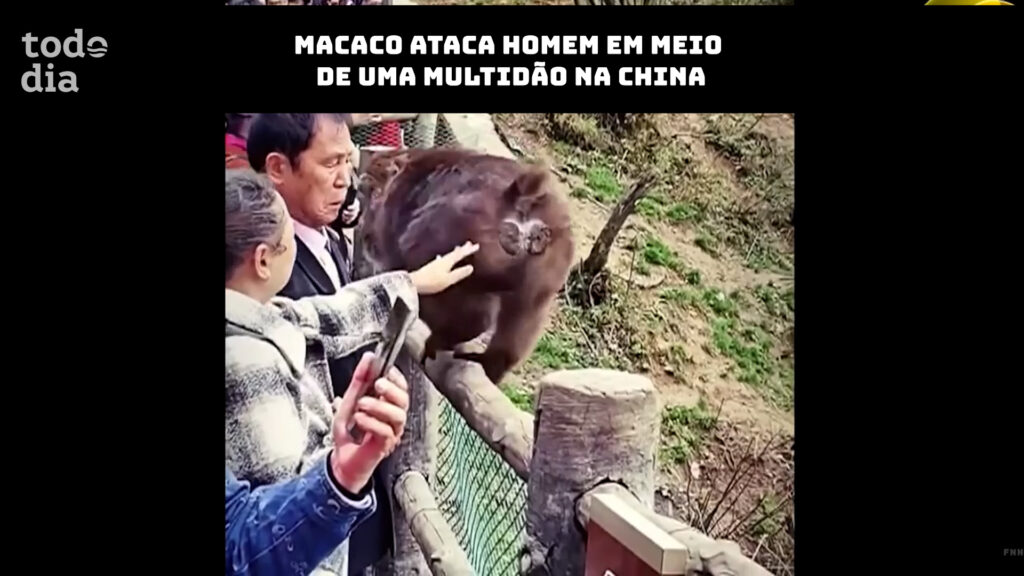macaco