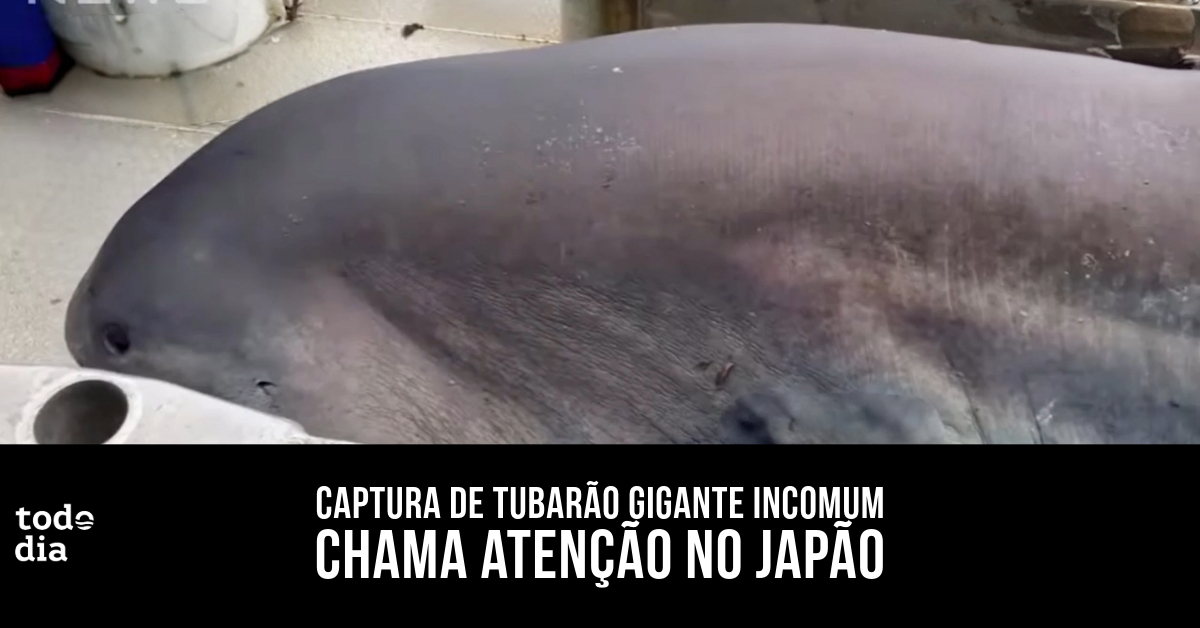 Captura de tubarão gigante incomum chama atenção no Japão