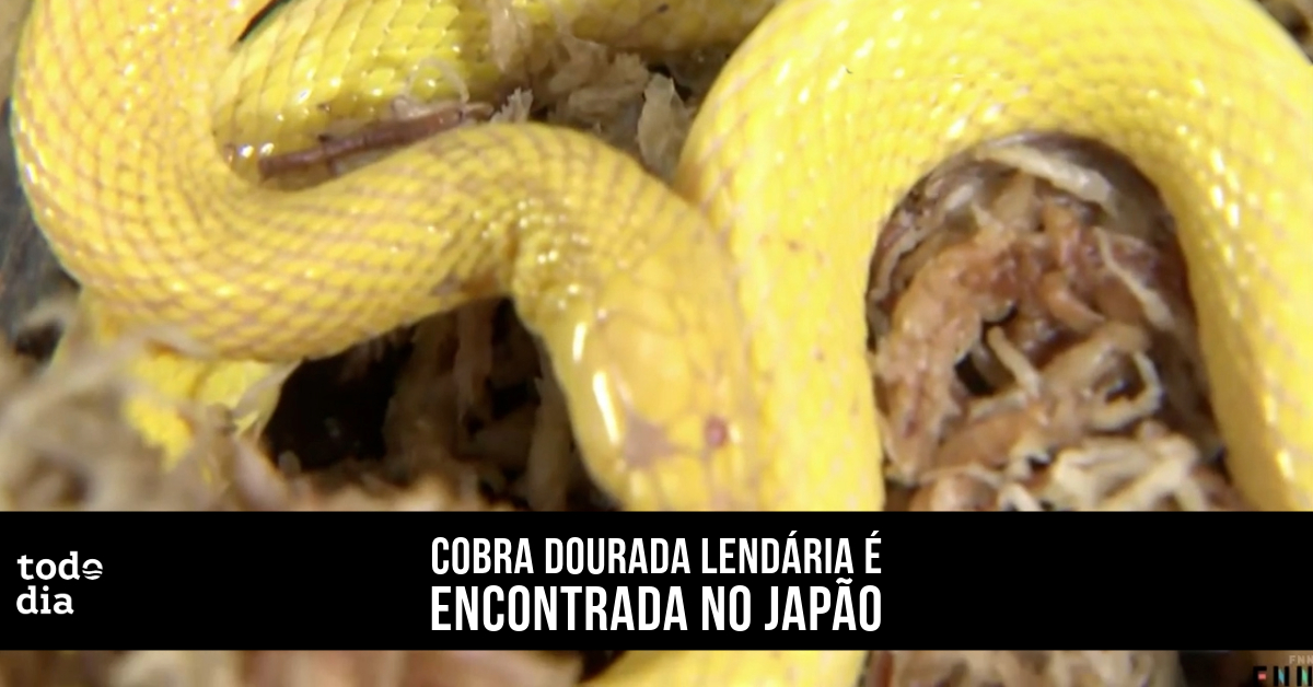 Cobra dourada lendária é encontrada no Japão 