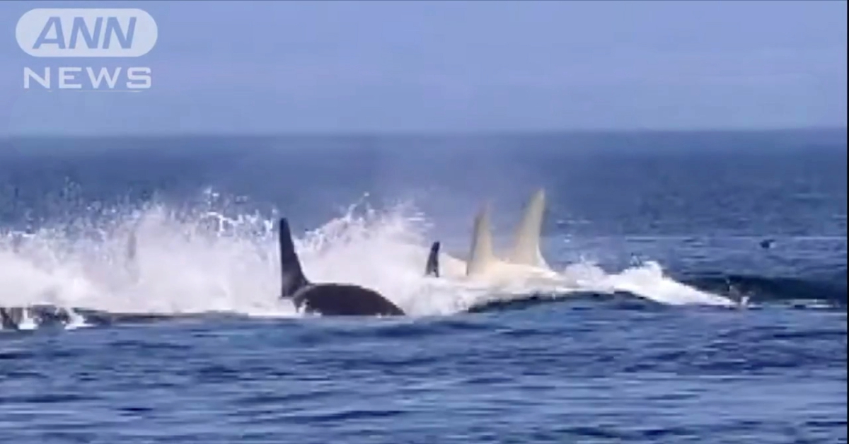 “Orca Fantasma” é avistada com parceira no Japão 