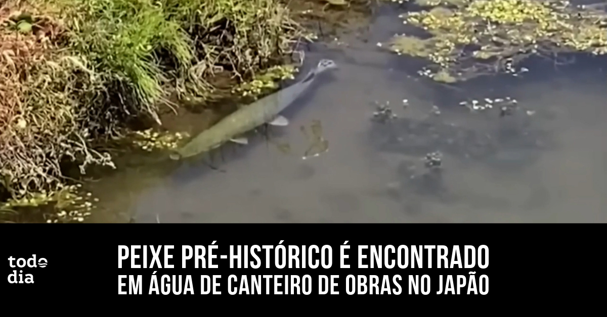 Peixe pré-histórico é encontrado em água de canteiro de obras no Japão 