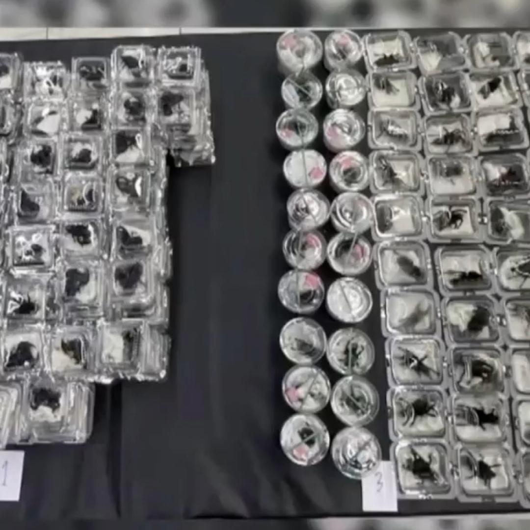 Japonês é detido com centenas de insetos em aeroporto na Tailândia