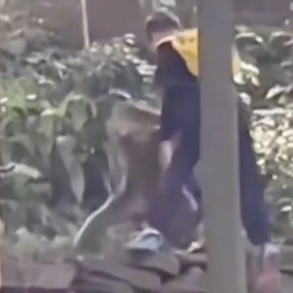 macaco