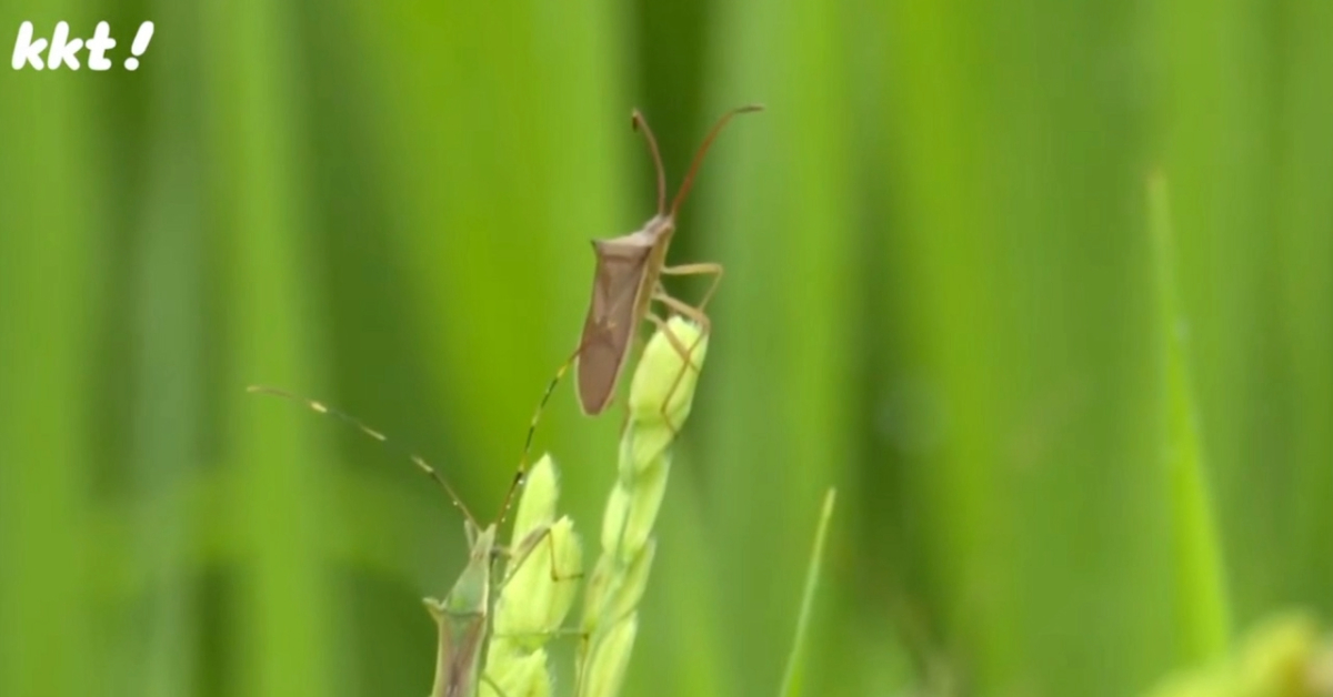 Percevejos ameaçam plantações de arroz no Japão