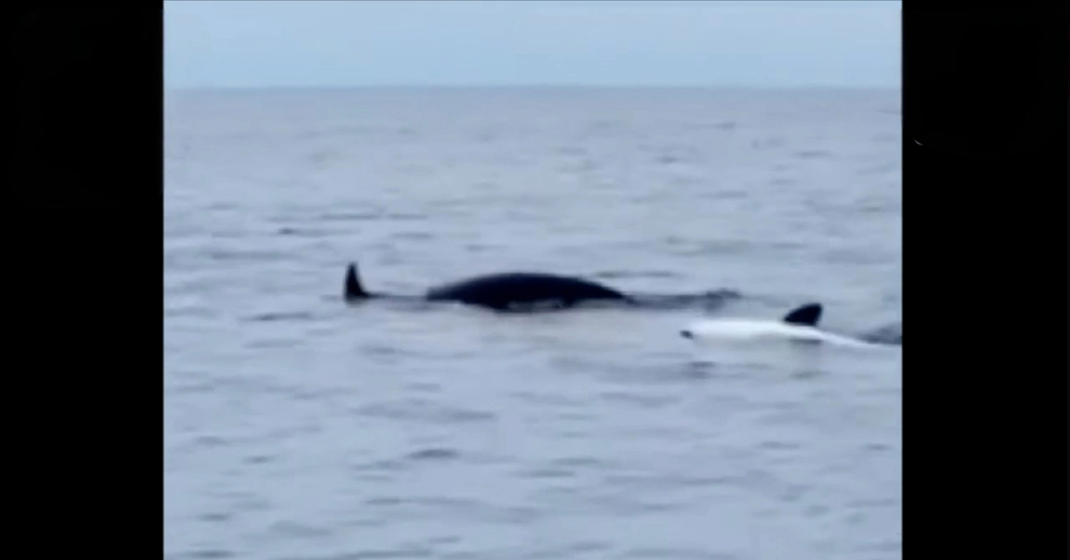 Pescadores ficam apavorados ao serem cercados por orcas no Japão