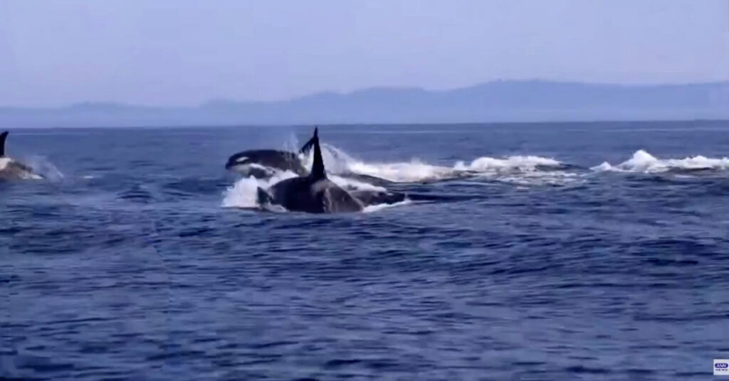 orcas